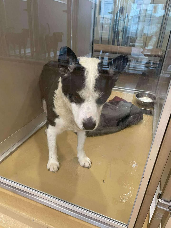 Rufus, a wise old soul is hoping for one more chance with a responsible owner before he has to die unnaturally.