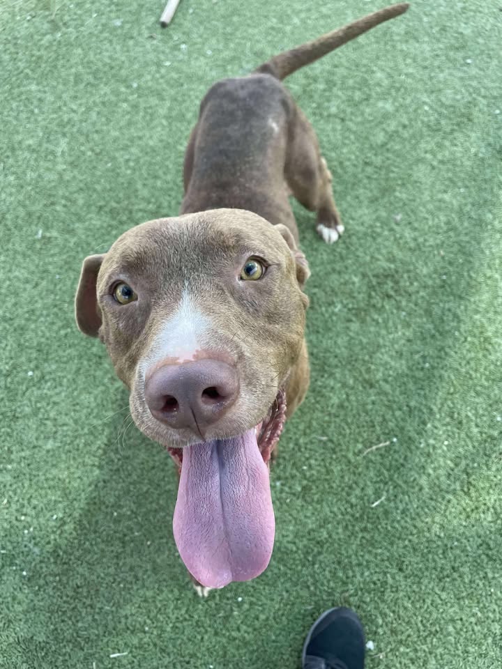 Meet Buster, a pup with a heart of gold. Adopt him before his execution date and change both your lives in the best way. Meet Buster, a pup with a heart of gold. Adopt him before his execution date and change both your lives in the best way.