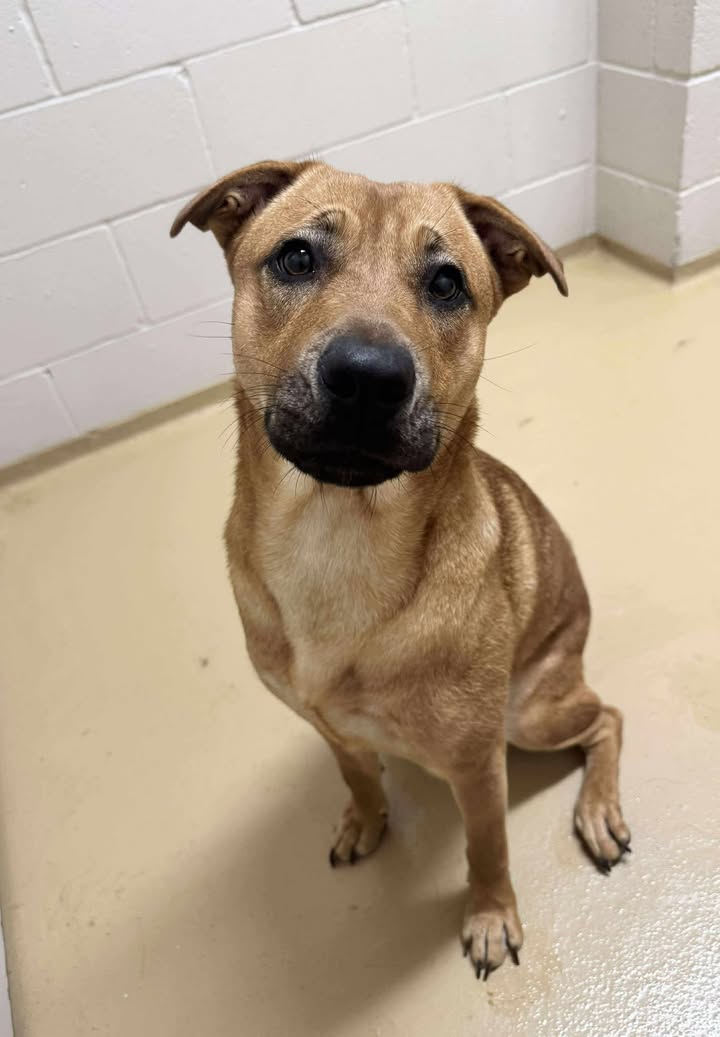Inmate Ainsley hopes to find a forever home because she’s on the short list of the death list. Inmate Ainsley hopes to find a forever home because she’s on the short list of the death list.