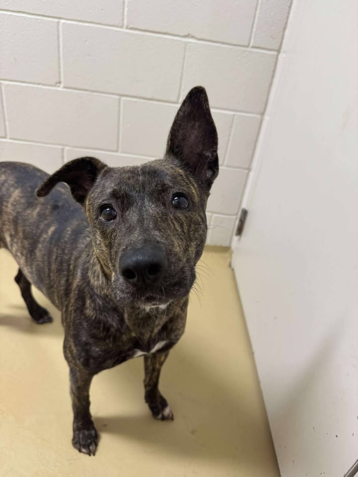 Waiting at the shelter feels like an eternity for Mocha. She’s close to the death walk and won’t have to wait for anything if you don’t save her life for free. Waiting at the shelter feels like an eternity for Mocha. She’s close to the death walk and won’t have to wait for anything if you don’t save her life for free.