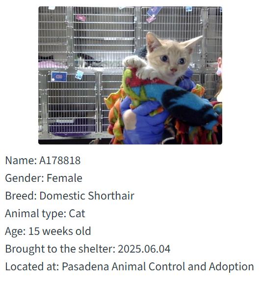 Adorable sidekicks are at the Animal Shelter. Meet their cute puppies and kittens waiting on you to safe a life today.