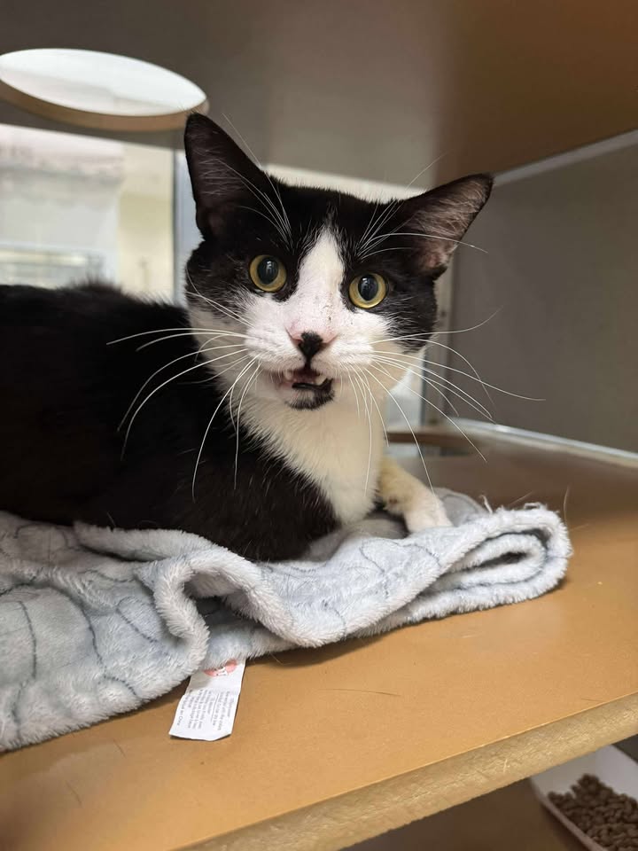 Meet Stallone, the chatty catty who’ll turn your home into a talk show but not if you don’t adopt him before he’s next on the kill list. Meet Stallone, the chatty catty who’ll turn your home into a talk show but not if you don’t adopt him before he’s next on the kill list.