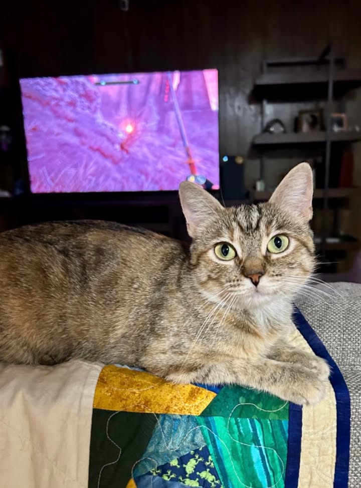 Frodo, the feline formerly known as Jenna, is thriving in her new home, charming everyone with her playful antics and sweet personality. Frodo, the feline formerly known as Jenna, is thriving in her new home, charming everyone with her playful antics and sweet personality.