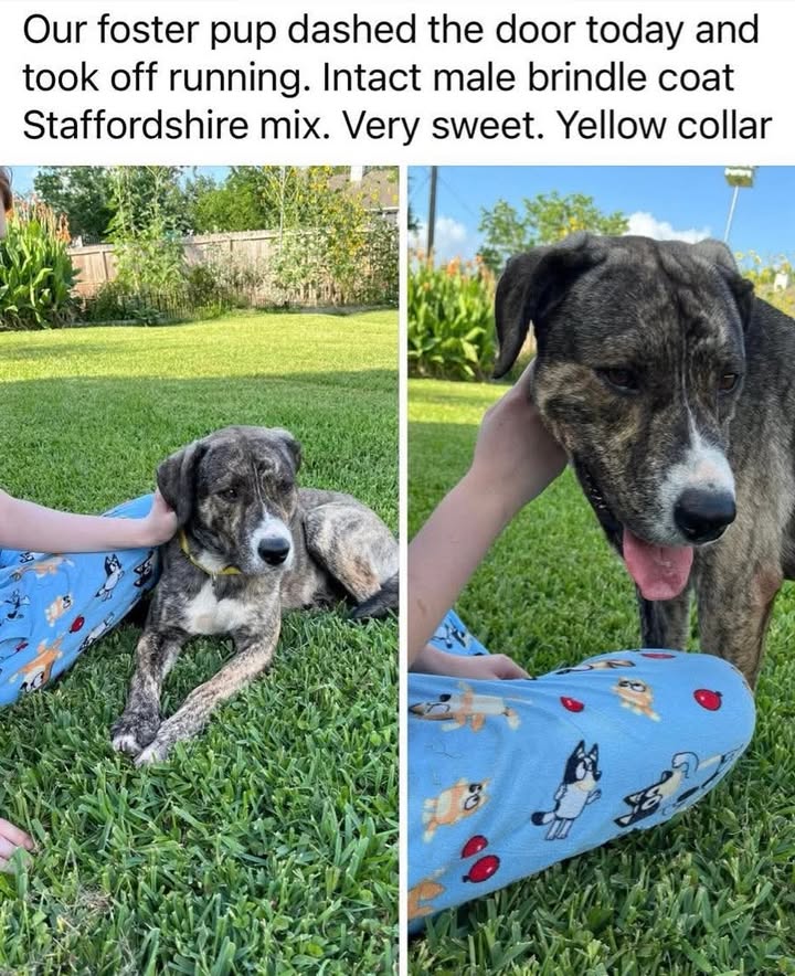 Help find lost foster dog Joe missing near Heritage Park. Ironically it’s probably how he ended up in the Animal Shelter the 1st time. Help find lost foster dog Joe missing near Heritage Park. Ironically it’s probably how he ended up in the Animal Shelter the 1st time.
