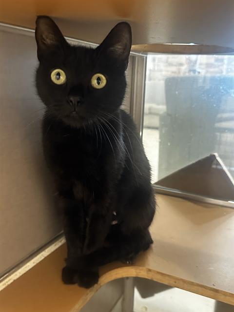 Inmate Ellie cat is too sweet to die from no fault of her own. She’s adoptable for free now. Inmate Ellie cat is too sweet to die from no fault of her own. She’s adoptable for free now.