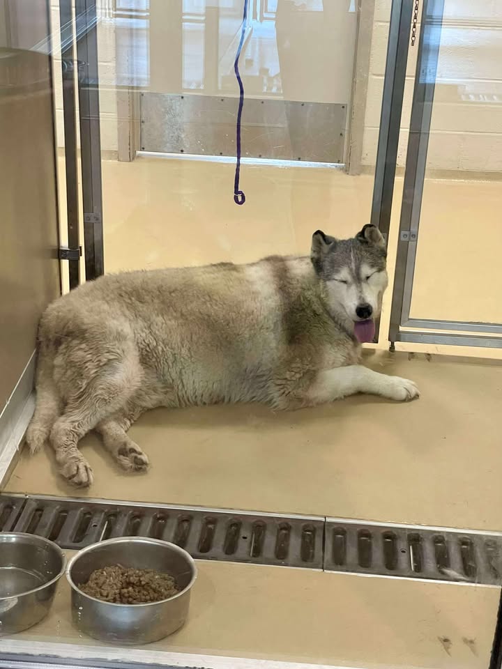 Thirteen year old Okami the couch potato ended up in prison and now on death row. You can save his life for free. Thirteen year old Okami the couch potato ended up in prison and now on death row. You can save his life for free.