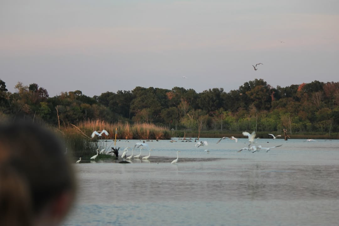 Join Armond Bayou Nature Center this weekend for kayak and pontoon tours, where you can glide through breathtaking sunsets and encounter wildlife. Join Armond Bayou Nature Center this weekend for kayak and pontoon tours, where you can glide through breathtaking sunsets and encounter wildlife.