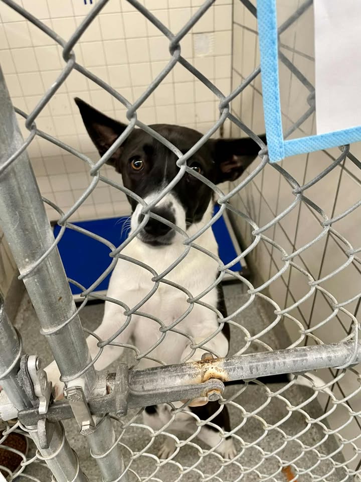 Orphan Jasmin dreams of a cozy home and tripping out in jail. Adopt her for free before she’s toast. Orphan Jasmin dreams of a cozy home and tripping out in jail. Adopt her for free before she’s toast.