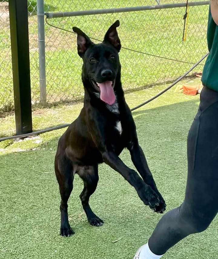 Inmate Benny was disowned by an irresponsible owner and now staring down the barrel of the death list hoping you bounce him before the trigger is pulled. Inmate Benny was disowned by an irresponsible owner and now staring down the barrel of the death list hoping you bounce him before the trigger is pulled.