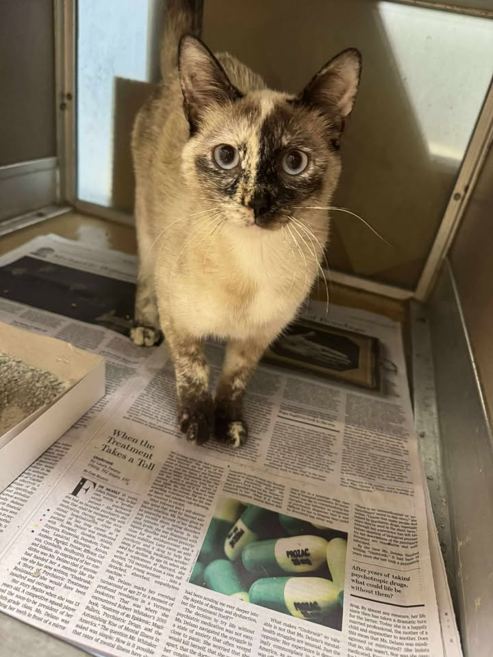Save Kit, a gentle soul headed down the hall of death. Her bond to bounce her is free.