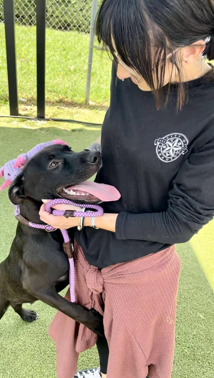 Orphan Ollie has drawn the the short stick to walk the hall of death. He’s adoptable for free today. Orphan Ollie has drawn the the short stick to walk the hall of death. He’s adoptable for free today.
