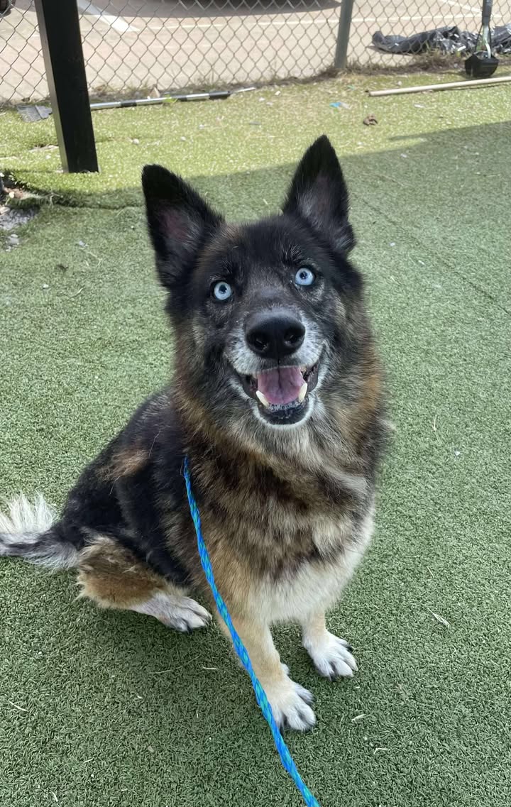 Harriet’s a six years old sweetheart on death row. Has enchanting eyes that sparkle with love and unfortunately will die soon if you don’t save her. Harriet’s a six years old sweetheart on death row. Has enchanting eyes that sparkle with love and unfortunately will die soon if you don’t save her.