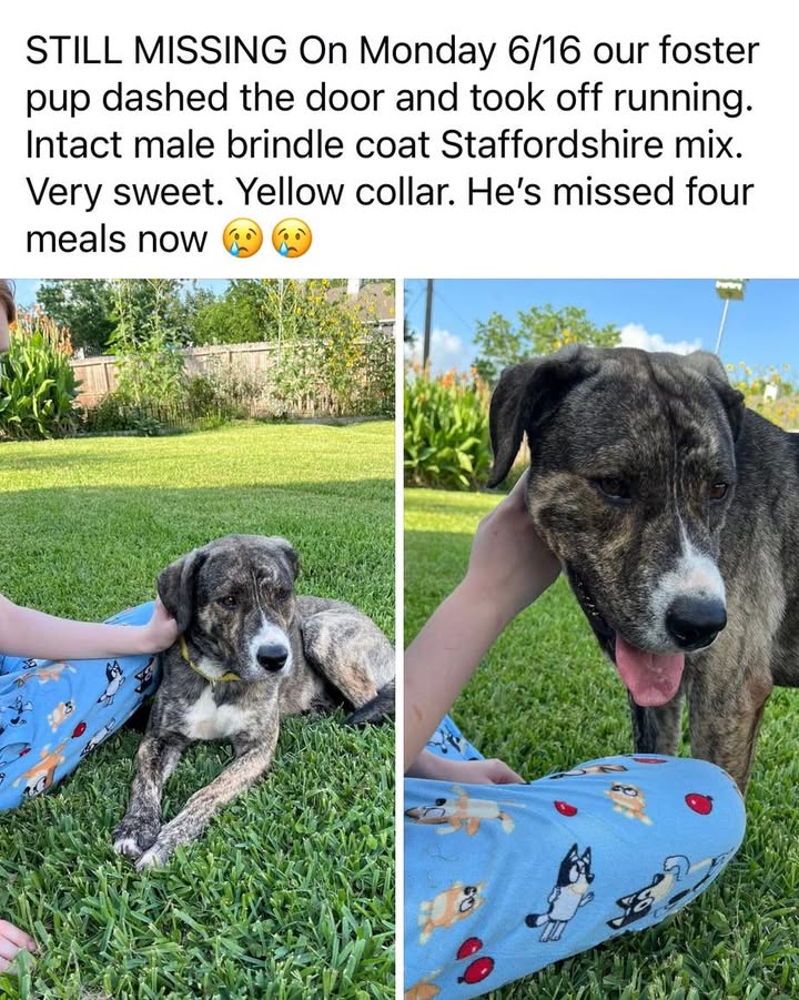 Help find Joe, the foster dog that has been missing for nearly a week. Help find Joe, the foster dog that has been missing for nearly a week.
