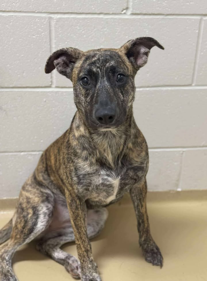 Poor Dottie’s owner got sick and can’t care for her anymore. Now she’s sitting in prison very close to the death walk if you don’t adopt her now. Poor Dottie’s owner got sick and can’t care for her anymore. Now she’s sitting in prison very close to the death walk if you don’t adopt her now.