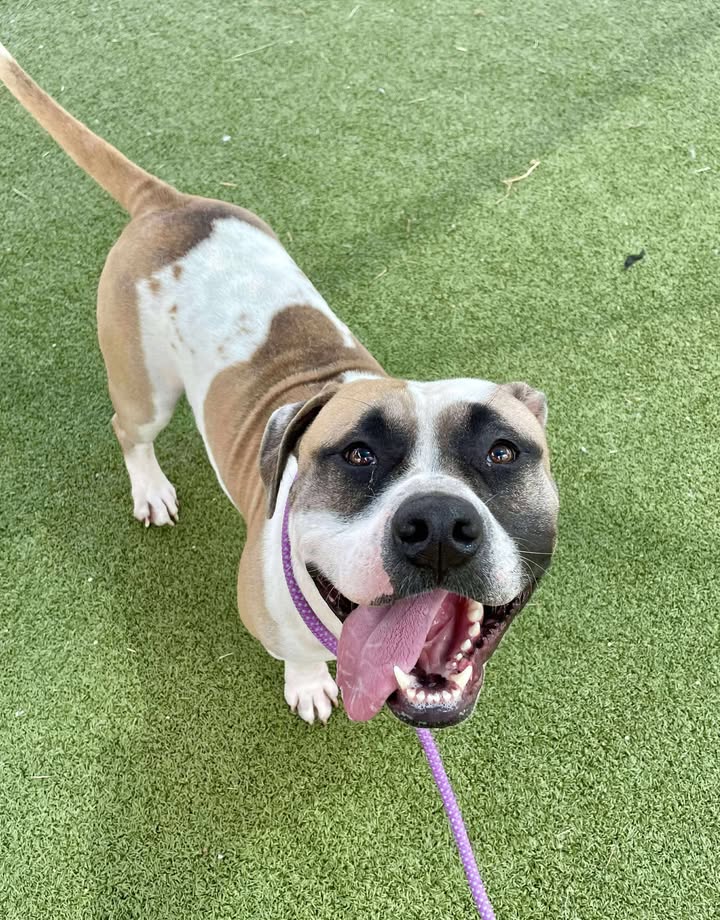 Death row inmate Gunnar’s adorable charm shines, but he needs a responsible adopter to come forward before he has to die. Death row inmate Gunnar’s adorable charm shines, but he needs a responsible adopter to come forward before he has to die.