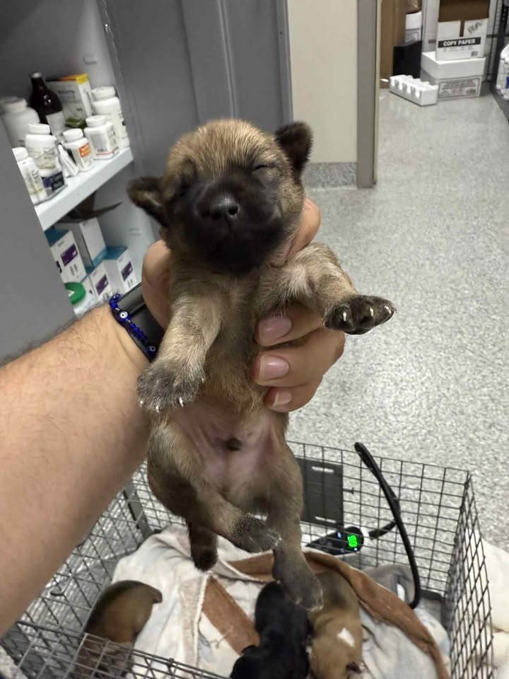 Help save tiny Chihuahua mix puppies by being a foster parent to provide a safe home. Help save tiny Chihuahua mix puppies by being a foster parent to provide a safe home.