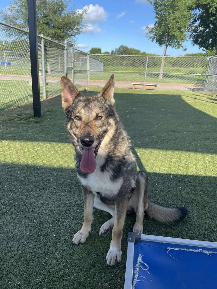Wolfy Remi’s got a heart of gold in need a forever home now more than ever before he’s gotta take the death jab. Wolfy Remi’s got a heart of gold in need a forever home now more than ever before he’s gotta take the death jab.