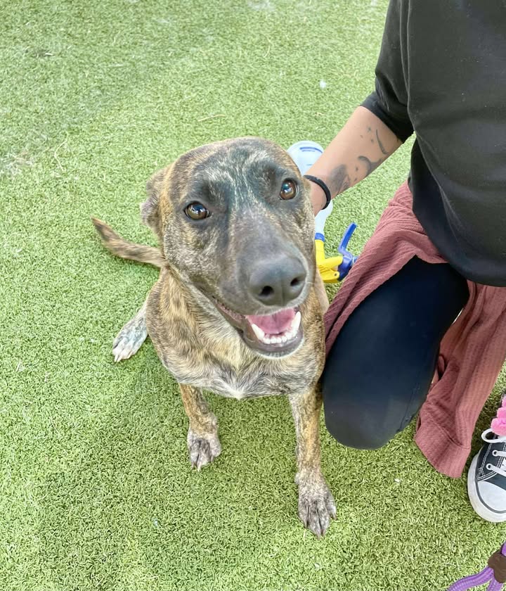 Dottie the hottie’s a playful pup desperately needing you to adopt her before she gets the death jab. Dottie the hottie’s a playful pup desperately needing you to adopt her before she gets the death jab.