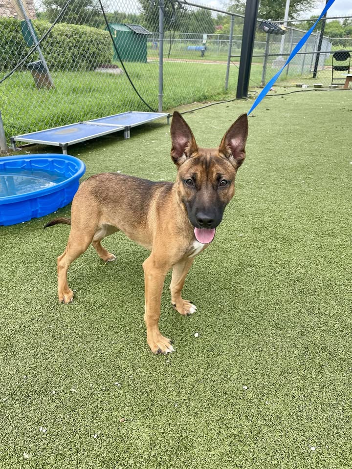 Adopt Lily for free soon. Forty six days in the pokey is no place for a pup to looking down the hall of death.