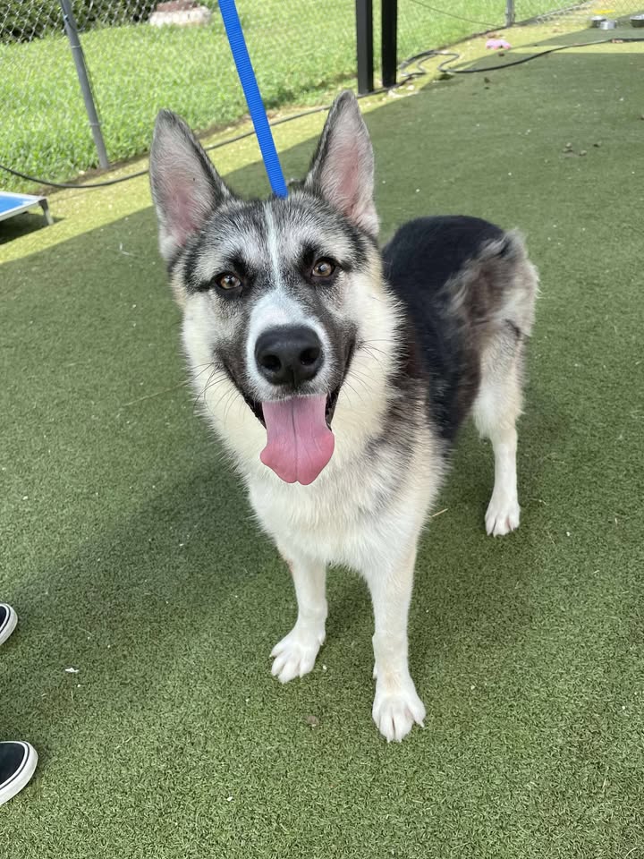 Inmate Bruce is back on death row. You can save his life for free by showing up at the Animal Shelter first thing in the morning.