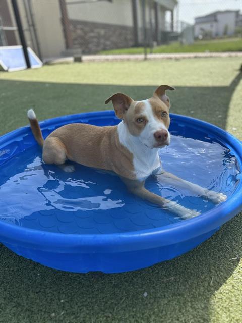 Five incredible pups waiting for a loving home to pivot their lives away from the death table. The Animal Shelter opens at 11am. Five incredible pups waiting for a loving home to pivot their lives away from the death table. The Animal Shelter opens at 11am.