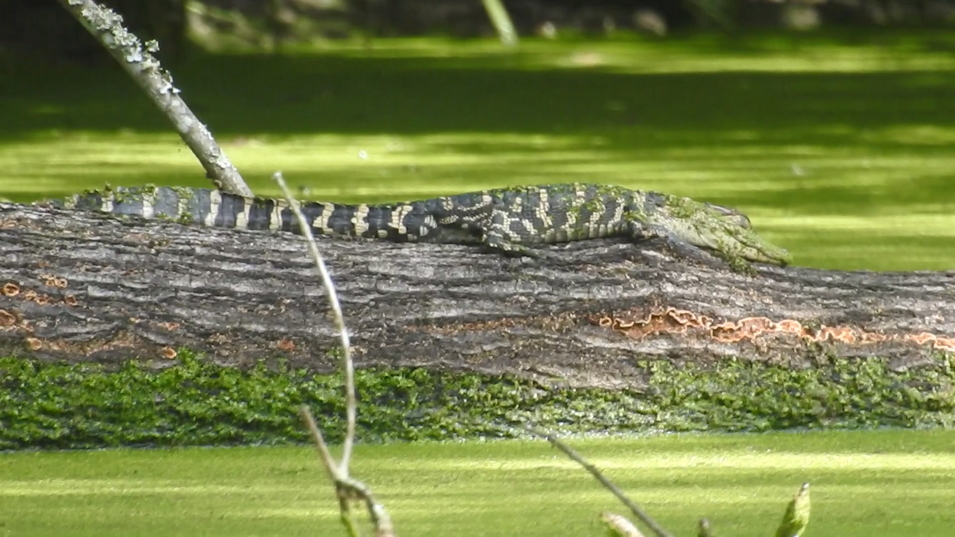 Pause your rush and explore Armand Bayou’s Rotary Pond; each visit reveals hidden wonders. Pause your rush and explore Armand Bayou’s Rotary Pond; each visit reveals hidden wonders.