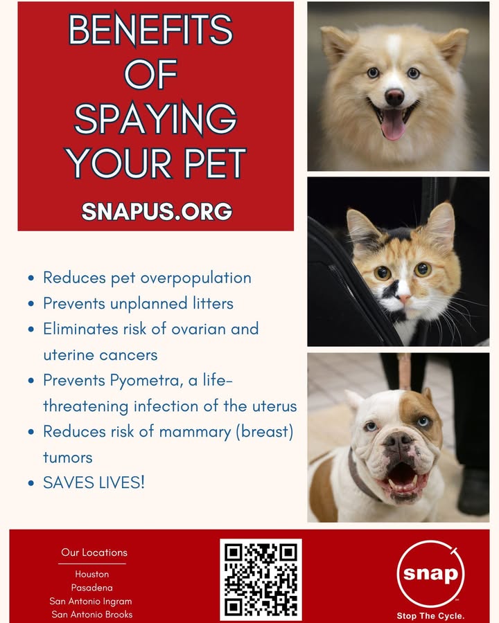 Spaying your pet not only protects your furball’s health from dangerous conditions but also helps curb unwanted litters. Spaying your pet not only protects your furball’s health from dangerous conditions but also helps curb unwanted litters.