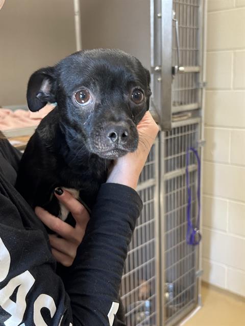 Poor little Myro, a gentle Chihuahua mix is needing comfort while he heals. He needs an adopter soon because he’s on the list of no return. Poor little Myro, a gentle Chihuahua mix is needing comfort while he heals. He needs an adopter soon because he’s on the list of no return.