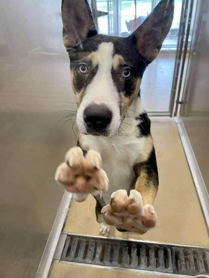 Doc the dog was abandoned and now through no fault of his own he’s sitting on death row without calls from the governor.