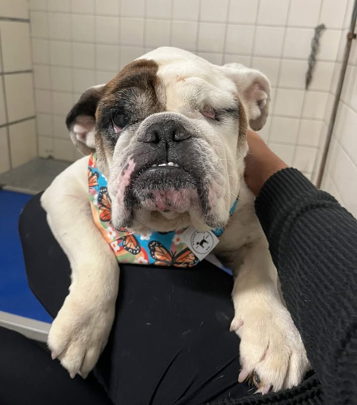 Good news for the charming senior pup with the cutest face Astrid. She has found her forever home.