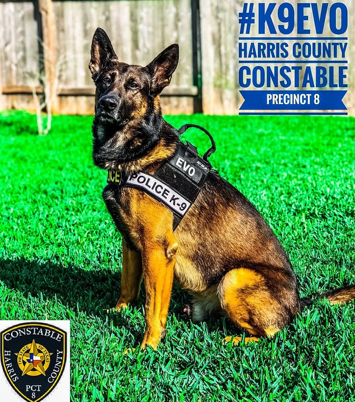 In memory of Precinct 8’s Evo, the heroic K9 who caught countless crooks, leaves behind a legacy of bravery, and loyalty. In memory of Precinct 8’s Evo, the heroic K9 who caught countless crooks, leaves behind a legacy of bravery, and loyalty.