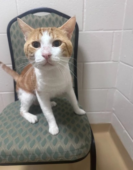 Kitty cat Jelly Roll needs your sunny window to fill with love urgently because he’s next on the list to walk the hall of death. Kitty cat Jelly Roll needs your sunny window to fill with love urgently because he’s next on the list to walk the hall of death.