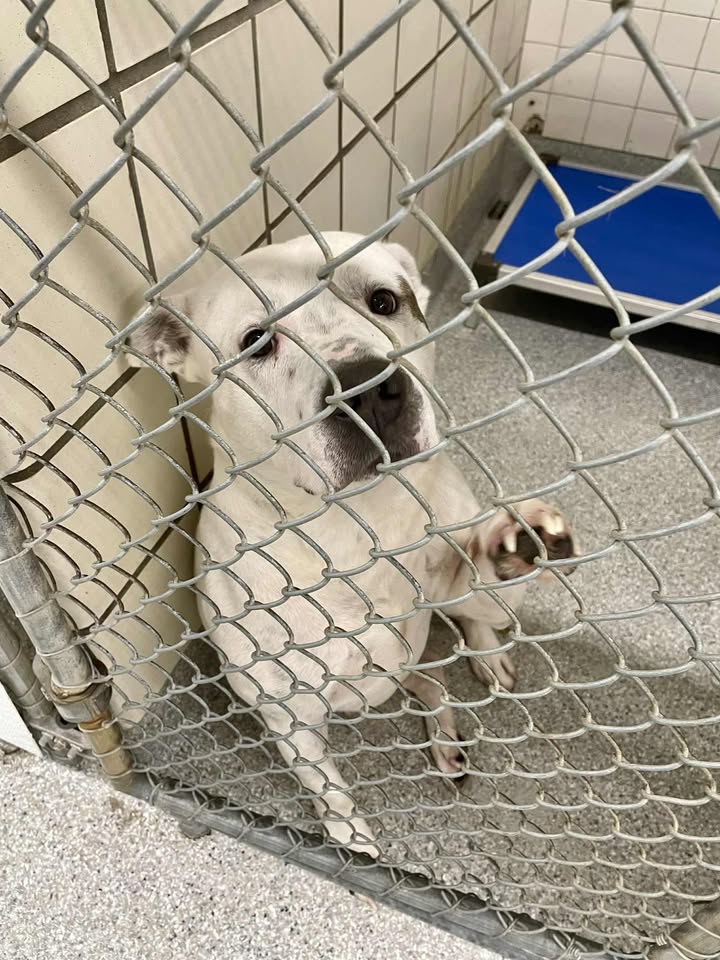 Inmate Pooh Bear urgently needs your loving soul to adopt or foster him for free because his name is next on the last call for life.