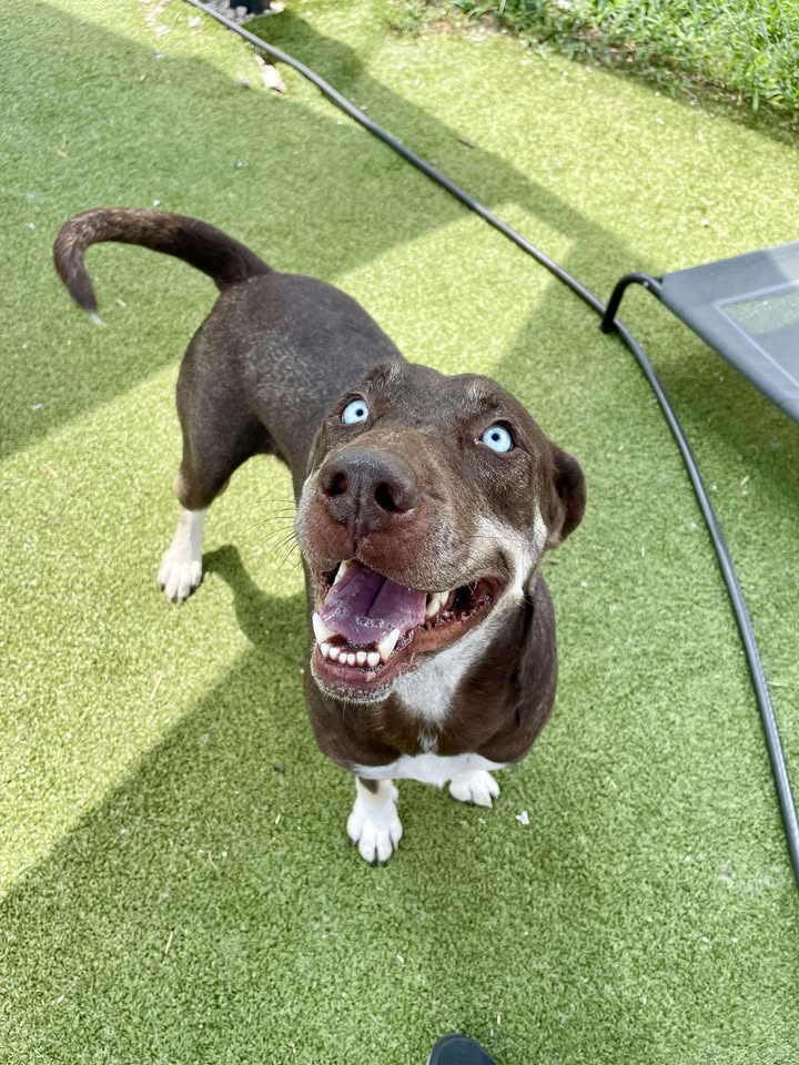 Inmate Marigold needs someone to step up and adopt her for free before her blue eyes are shut forever. Inmate Marigold needs someone to step up and adopt her for free before her blue eyes are shut forever.