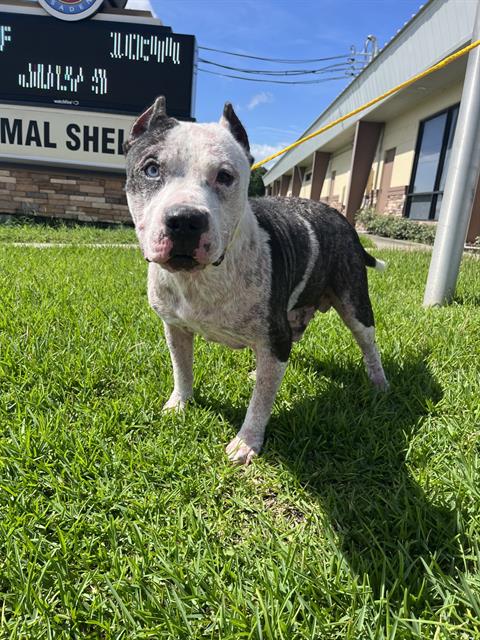Dex’s a friendly pup in need of a soft bed and your kind heart to heal before time runs out on death row.