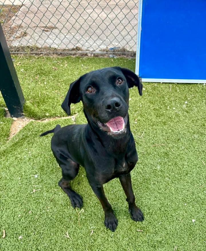 Cordelia, the bubbly puppy with irresistible eyes, needs a responsible home fast before she has to walk the plank. Cordelia, the bubbly puppy with irresistible eyes, needs a responsible home fast before she has to walk the plank.