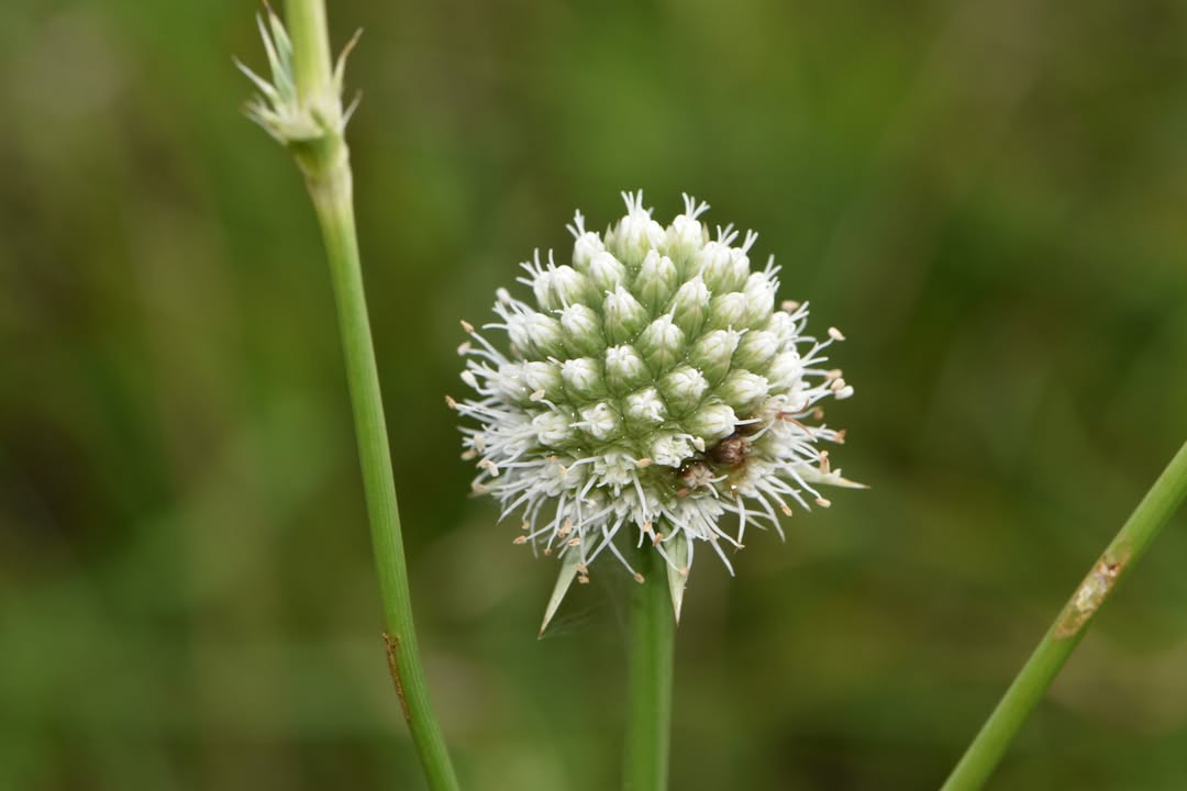 Don’t be fooled by the name rattlesnake master; this resilient plant is a garden superhero. Don’t be fooled by the name rattlesnake master; this resilient plant is a garden superhero.