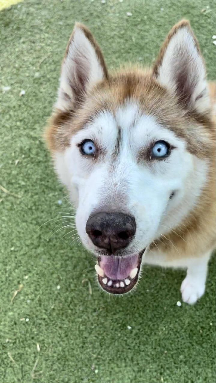Inmate Margaret shines with her beautiful spirit and captivating blue eyes. The problem is she has to die if you don’t adopt her soon. Inmate Margaret shines with her beautiful spirit and captivating blue eyes. The problem is she has to die if you don’t adopt her soon.