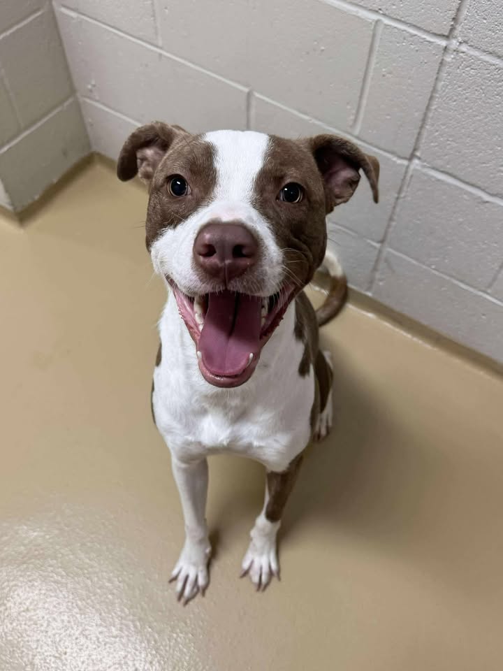 Bandit is an energetic playgroup superstar. He’s chipped but his owner hasn’t come forward. That happy smile will be gone soon is you don’t adopt him soon.