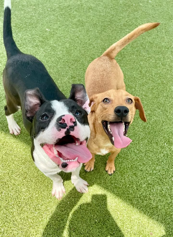 Long Stays Romeo and Cody, two medium-sized pals fluent in fun need your help to save their lives.