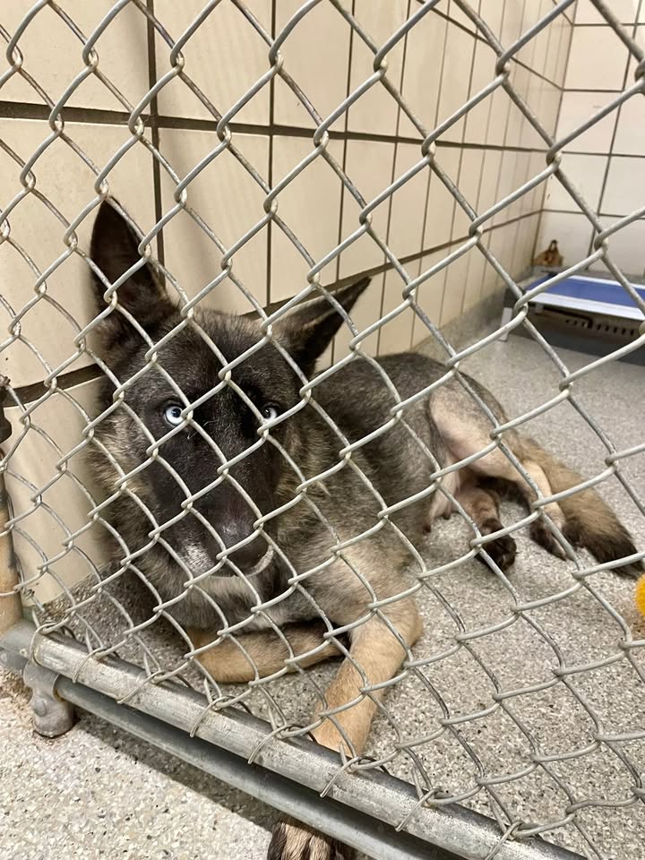 Celeste needs you to adopt her escape from prison before she’s next in line to die.