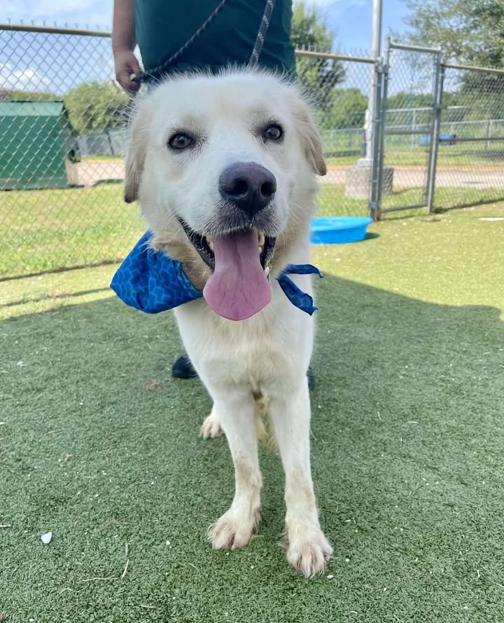 Inmate Hercules, the gentle giant, seeks a loving home where his big heart can shine and his life won’t be ended too soon. Inmate Hercules, the gentle giant, seeks a loving home where his big heart can shine and his life won’t be ended too soon.