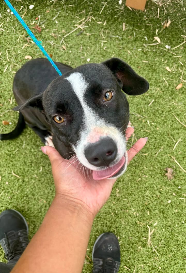 Don’t let inmate Peyton’s adorable charm die. Adopt her today for free and brighten your life.
