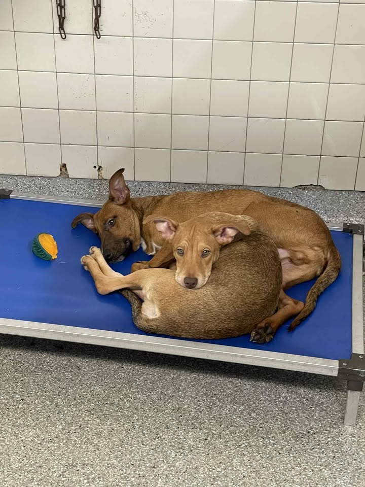 Meet Peach and Luigi, two hopeful pups on death row fixing to die due to irresponsible ex-owners. Save them today for free. Meet Peach and Luigi, two hopeful pups on death row fixing to die due to irresponsible ex-owners. Save them today for free.