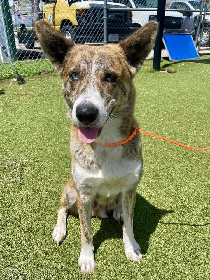 Save Brandy from the hall of death. Cheated from ex-owners you can be her hero at 11am sharp at the Animal Shelter. Save Brandy from the hall of death. Cheated from ex-owners you can be her hero at 11am sharp at the Animal Shelter.