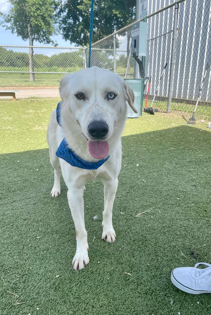 Death row Zade, with his captivating mismatched eyes, need you to adopt him here pretty quick before he has to die.