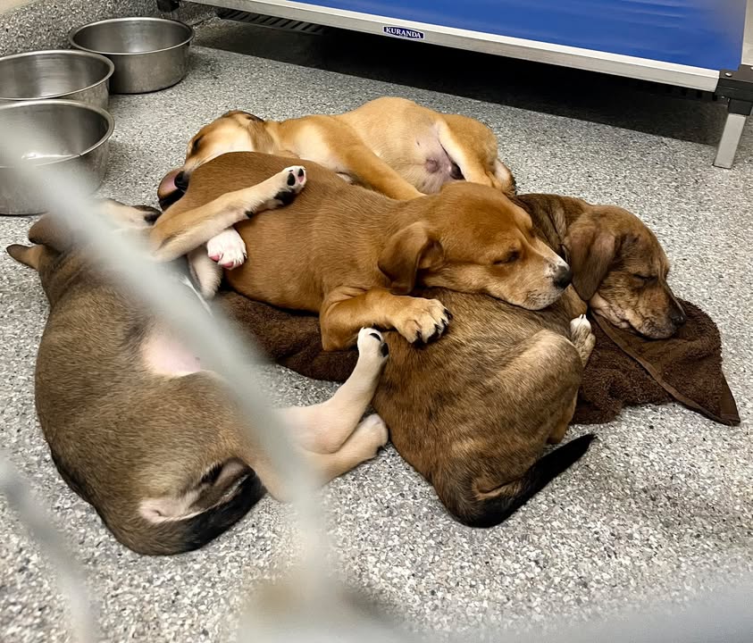 Adopt your perfect cuddle buddy at the Animal Shelter today for free. Adopt your perfect cuddle buddy at the Animal Shelter today for free.