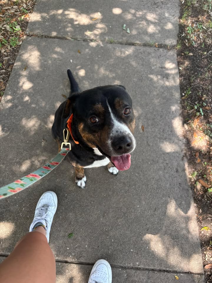 Eeyore, the chill superstar, is a cat-loving, kid-friendly pup who’s ready to find his forever home right now. Eeyore, the chill superstar, is a cat-loving, kid-friendly pup who’s ready to find his forever home right now.