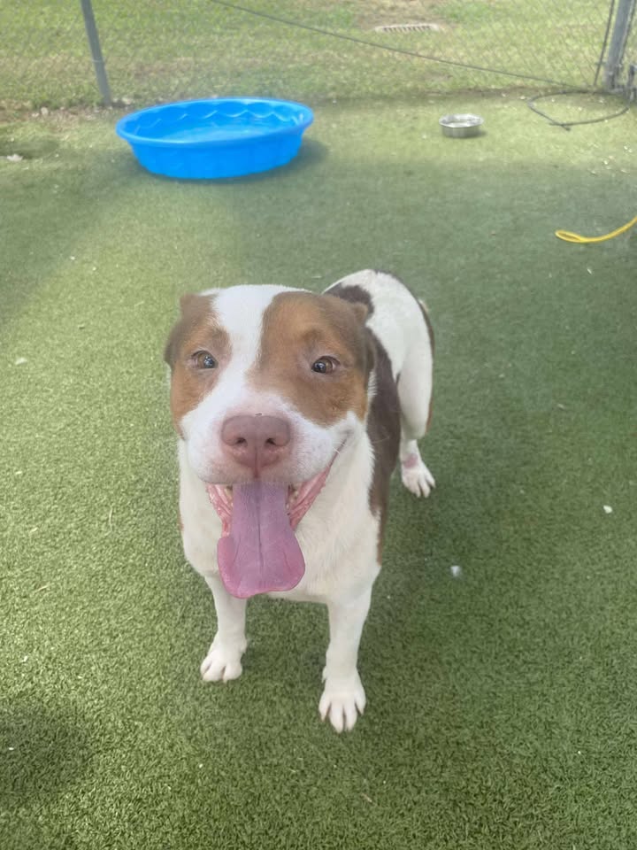 Meet Ben, you can save his life for free and have a ride or die so he doesn’t have too. Animal Shelter opens at 11am sharp. Meet Ben, you can save his life for free and have a ride or die so he doesn’t have too. Animal Shelter opens at 11am sharp.