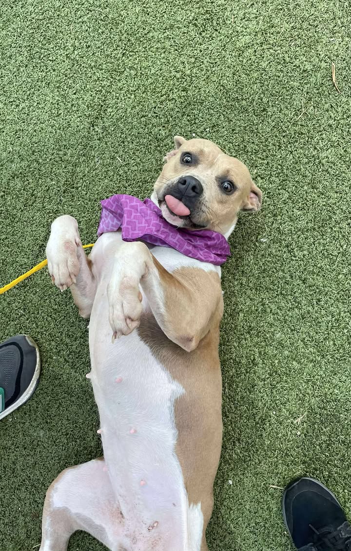 Sandy waits for her family that hasn’t arrived, her life longevity is fading fast, adopt her for free before has to die. Sandy waits for her family that hasn’t arrived, her life longevity is fading fast, adopt her for free before has to die.